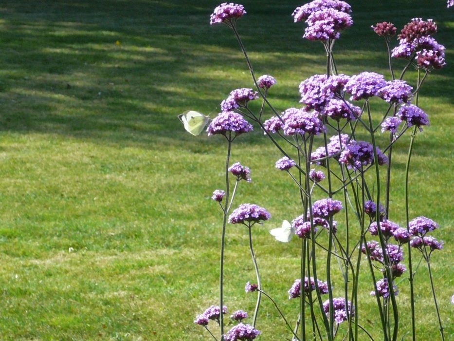 Fleurs violettes - entretien de jardins auray
