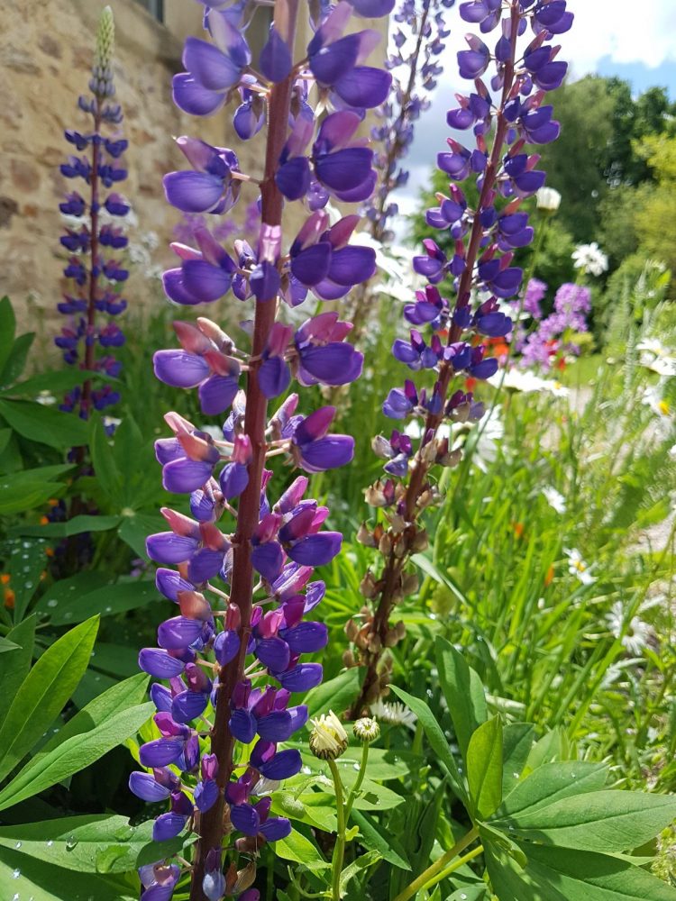 entretien de jardin - entretien espaces verts auray