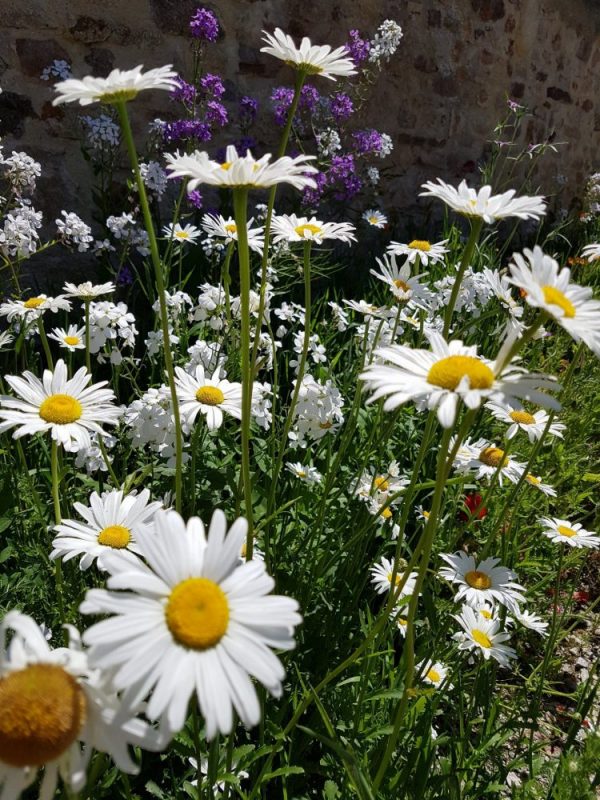 plantes aromatiques - Au jardin d'amelie auray