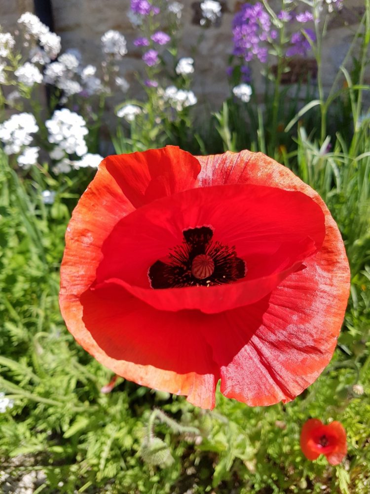 fleur de jardin extérieur - Aménagements extérieurs carnac