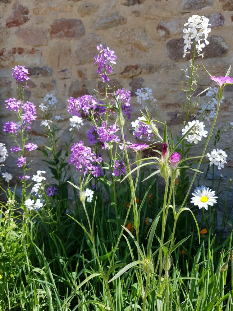 fleurs de jardin - Entretien d'espaces verts carnac